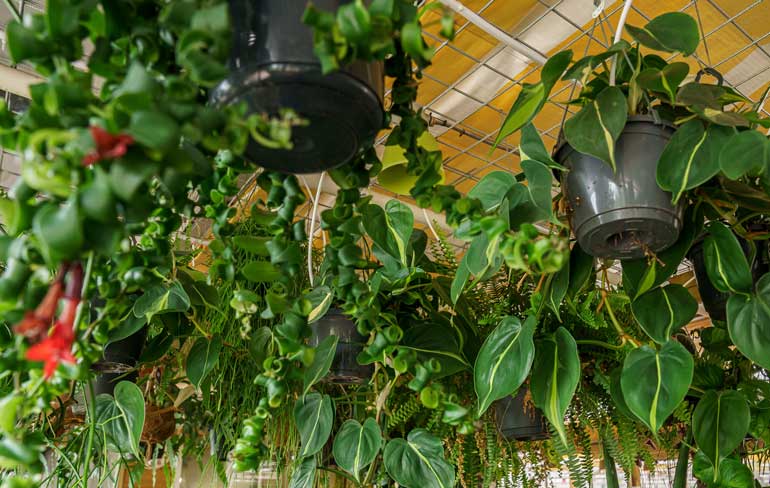 Blog-inspiratie-hangplanten-tuinkamer-slider