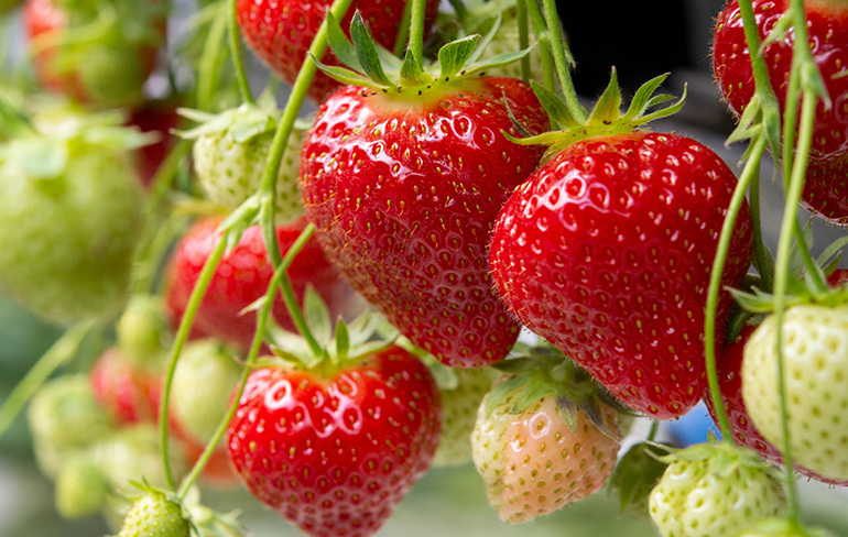 Blog-toepassing-aardbeien-2023-mei-slider-3