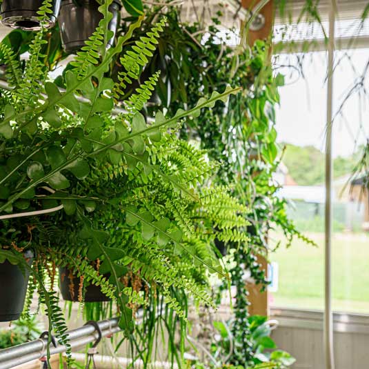 Blog-toepassing-planten-tuinkamer-Mada-detail