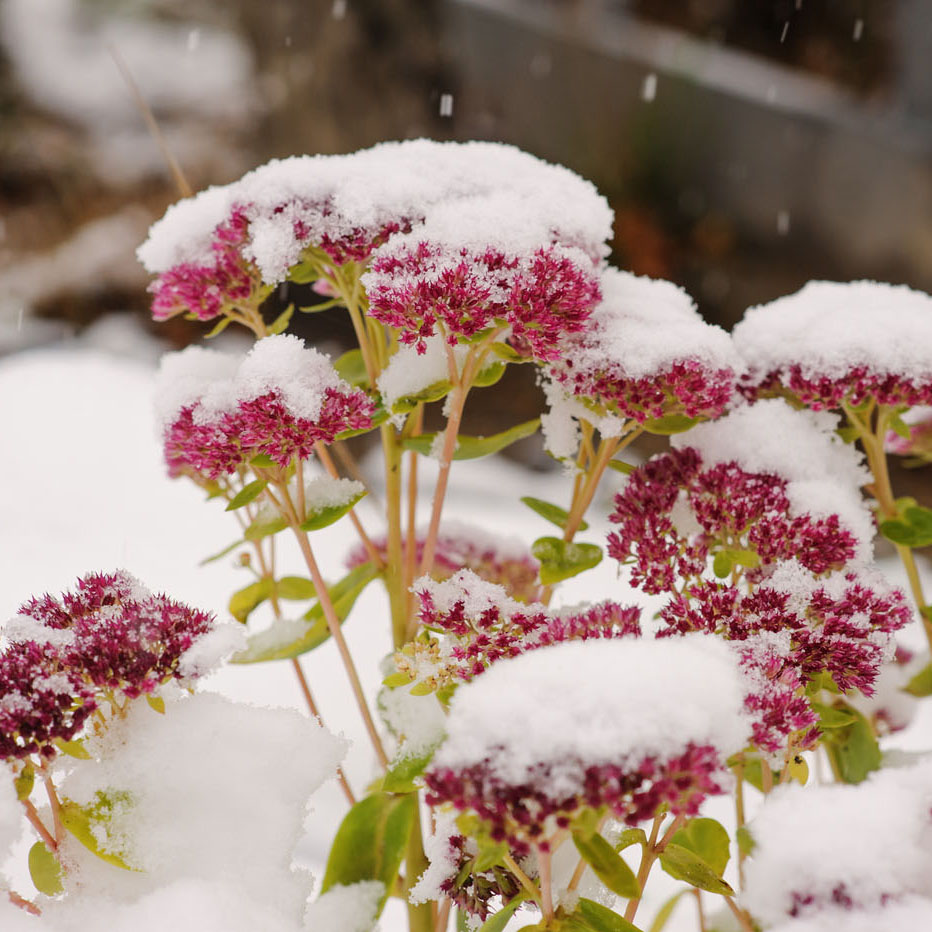 blog-wintertuin-detail1